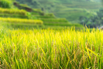 Obraz na płótnie Canvas Yellow rice paddy in field ready for harvest.