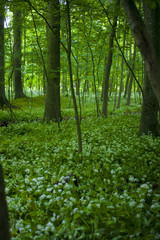 Obraz premium 美しい森の花