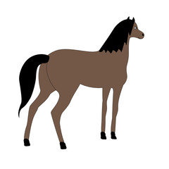 Young horse brown suit isolated on a white background.