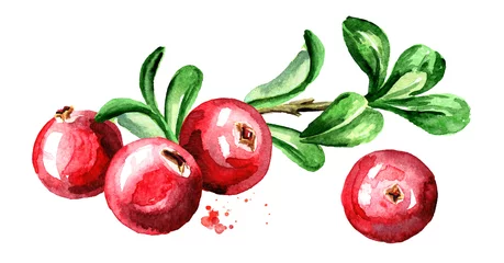 Cranberry-Zusammensetzung. Frische Beeren mit Blättern und Zweigen. Hand gezeichnete Aquarellillustration lokalisiert auf weißem Hintergrund © dariaustiugova