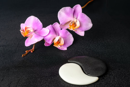 spa setting of Yin-Yang stones and lilac orchid