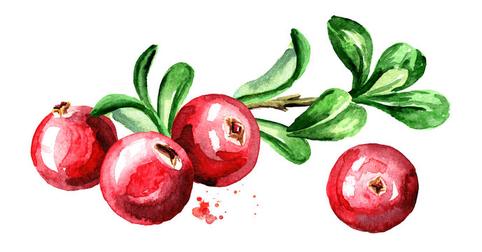 Cranberry composition. Fresh berries with leaves and branch. Hand drawn watercolor illustration  isolated on white background