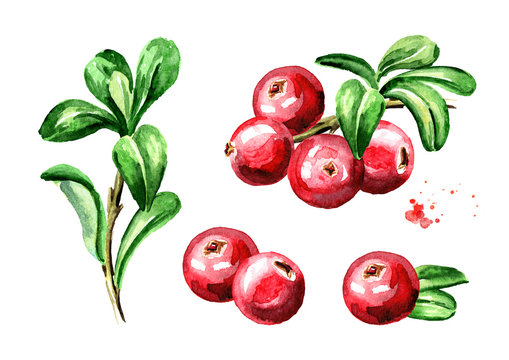 Cranberry compositions set. Fresh berries with leaves and branches. Hand drawn watercolor illustration  isolated on white background
