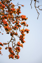 Branch of blossoming Bombax ceiba tree or Red Silk Cotton Flower