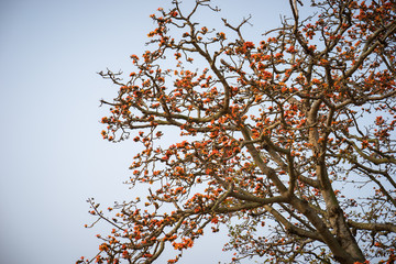 Branch of blossoming Bombax ceiba tree or Red Silk Cotton Flower