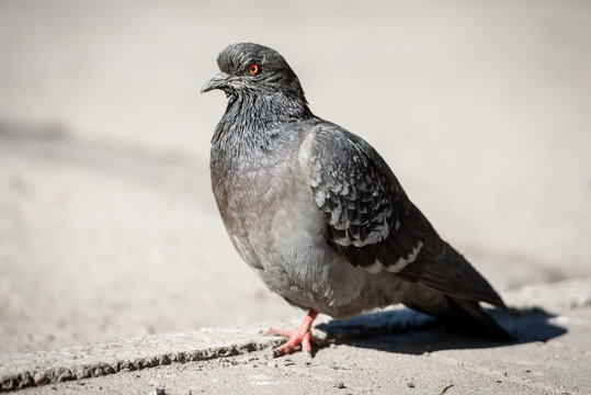 birds and a concept of the wild nature - the pigeon close up sits on asphalt