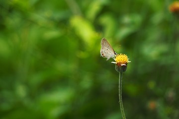 Nature of Butterfly grass flower in the garden