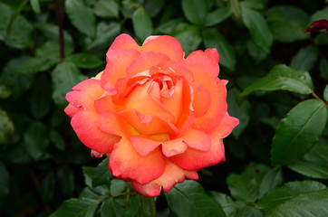Rose, Edelrose,