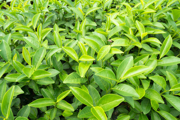 Green tea leaves in a tea plantation in morning