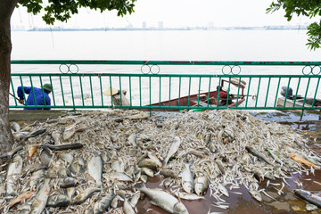 Fototapeta na wymiar Pile of dead fish laying on ground collected from polluted water