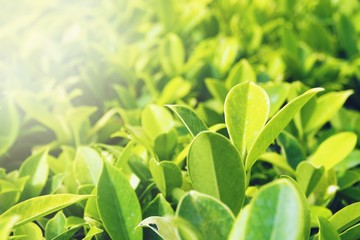 leaves in the nature background