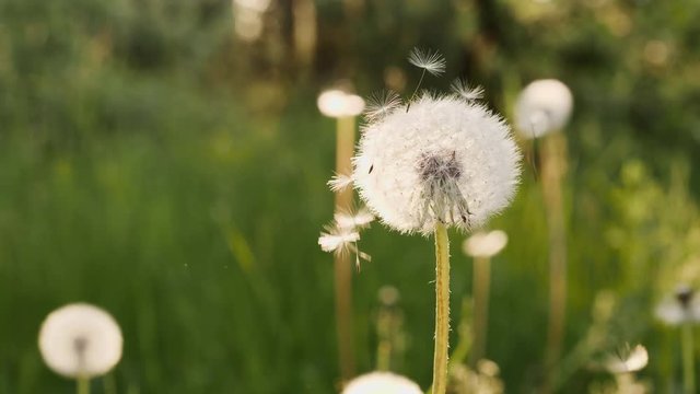 Dandelion fly on a nature background. Many dandelion seeds fly down in slow motion