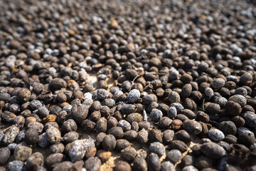 Coffee beans drying in the sun
