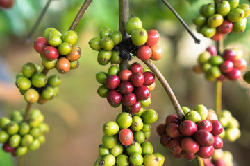 Coffee beans on tree
