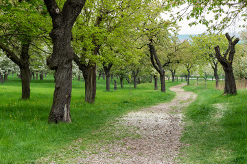 Fototapeta na wymiar Park trail between blooming cherry trees in spring. Park with flowering trees and green grass.