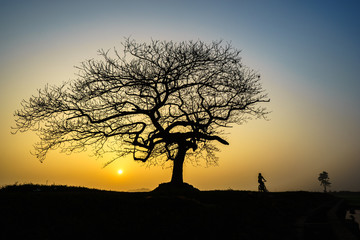 Beautiful landscape with tree silhouette at sunrise.