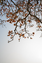 Branch of blossoming Bombax ceiba tree or Red Silk Cotton Flower
