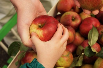 Mother gives fresh fruit to her child