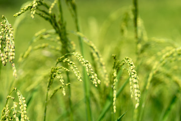 Fototapeta na wymiar Green paddy rice in field