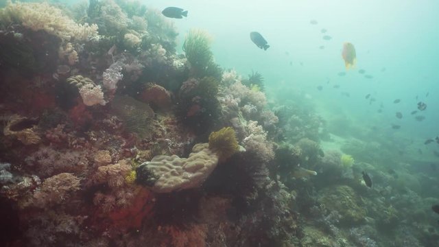 Fish and coral reef at diving. Wonderful and beautiful underwater world with corals and tropical fish. Hard and soft corals. Philippines, Mindoro. Diving and snorkeling in the tropical sea. Travel
