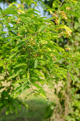 green leaves on Tamarind tree