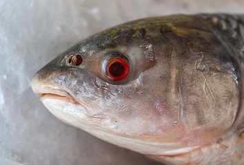Fresh Fish