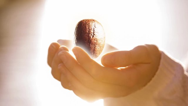 Coffee bean in woman hands. looping movie
