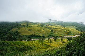Terraced rice field landscape in harvesting season with low clouds in Y Ty, Bat Xat district, Lao Cai, north Vietnam