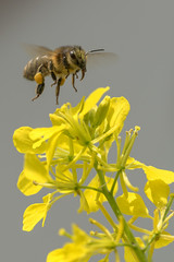 Bienen an der Arbeit