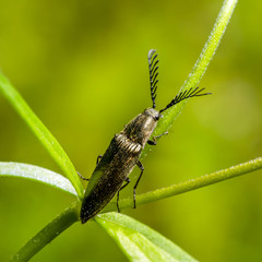 Click beetle, Ctenicera pectinicornis on a leaf in macro . sits on a grass.