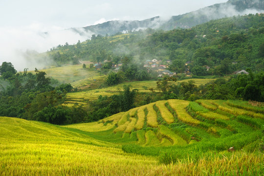 Terraced rice field landscape in harvesting season with low clouds in Y Ty, Bat Xat district, Lao Cai, north Vietnam