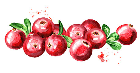 Cranberry. Heap of fresh ripe berries with leaves. Hand drawn watercolor illustration  isolated on white background