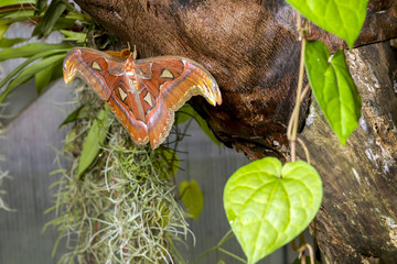Beautiful big tropical butterflies. Giant Atlas Moth. Attacus atlas.