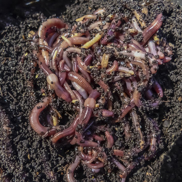 red earthworms (Lumbricina) for fishing in a rusty can with earth, close-up