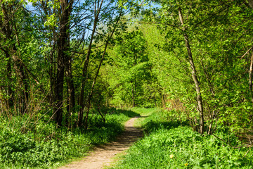 Fototapeta premium The path in the bright summer forest - beautiful Woodland landscape