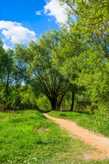 The path in the bright summer forest - beautiful Woodland landscape