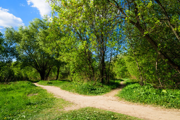 Fototapeta na wymiar The path in the bright summer forest - beautiful Woodland landscape