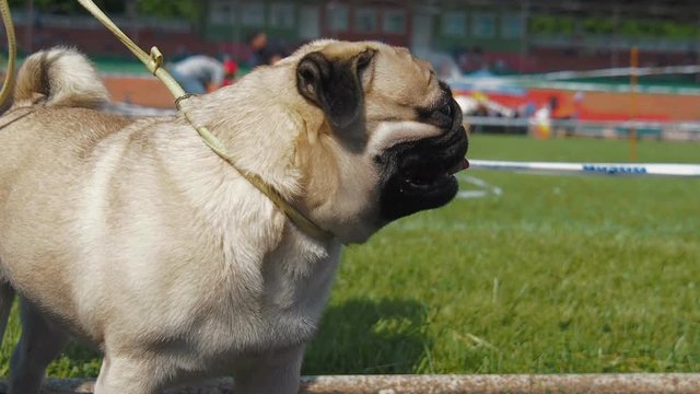 The dog is a pug. A dog is a companion.