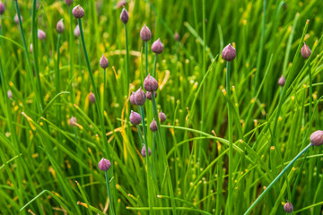 A row of fresh chives on a close-up