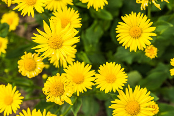 Flowers of medicinal elecampane close up
