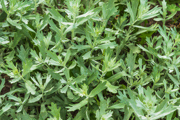 Wormwood growing in the garden close-up
