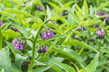 Comfrey flowers close-up