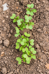 Bed with mustard sprouts close-up