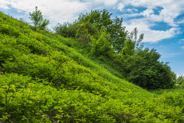 Beautiful summer landscape - the slope of a ravine overgrown with grass and trees and blue sky with clouds