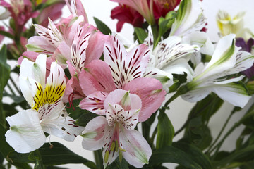blooming flowers peruvian lily