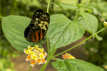  Closeup of a Piano Key butterfly ,heliconius melpomene , perching a green leaf. 