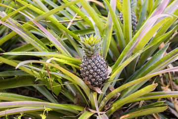 Fototapeta premium Pineapple tropical fruit growing in garden