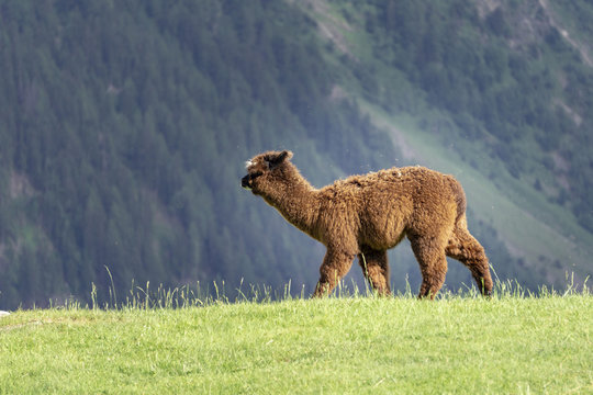 Alpaca (Vicugna pacos) on a green meadow on a background of mountains.