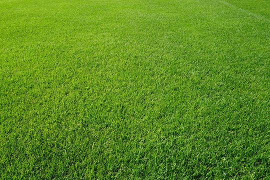 Fußballrasen grün natürlich