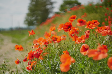 Red poppy flowers. Poppy flowers and blue sky in a field with bees and bumblebees